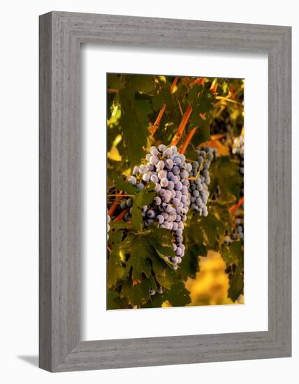 Grapes in Red Mountain Vineyard in Yakima Valley, Washington, USA-Richard Duval-Framed Photographic Print