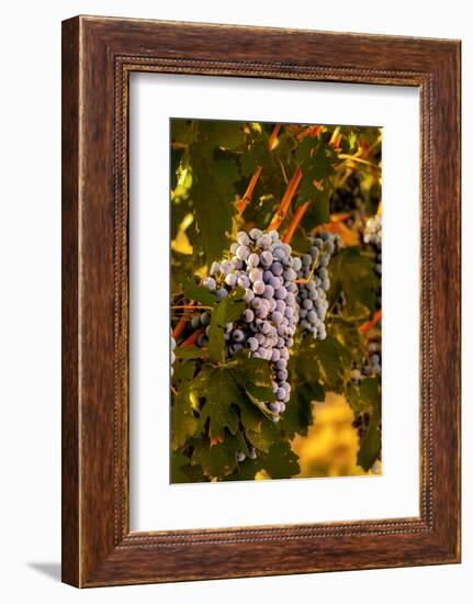 Grapes in Red Mountain Vineyard in Yakima Valley, Washington, USA-Richard Duval-Framed Photographic Print