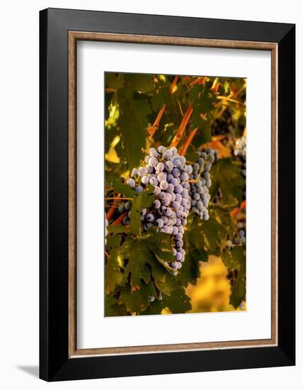 Grapes in Red Mountain Vineyard in Yakima Valley, Washington, USA-Richard Duval-Framed Photographic Print