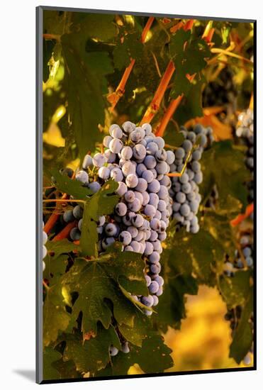 Grapes in Red Mountain Vineyard in Yakima Valley, Washington, USA-Richard Duval-Mounted Photographic Print