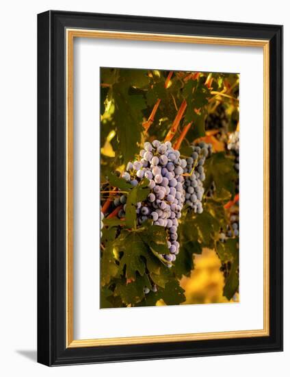 Grapes in Red Mountain Vineyard in Yakima Valley, Washington, USA-Richard Duval-Framed Photographic Print