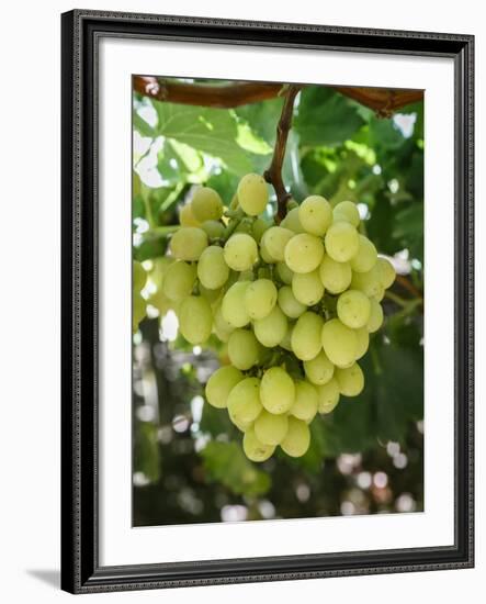 Grapes in San Joaquin Valley, California, United States of America, North America-Yadid Levy-Framed Photographic Print