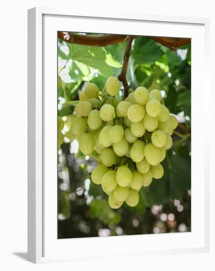 Grapes in San Joaquin Valley, California, United States of America, North America-Yadid Levy-Framed Photographic Print