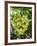 Grapes in San Joaquin Valley, California, United States of America, North America-Yadid Levy-Framed Photographic Print