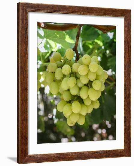 Grapes in San Joaquin Valley, California, United States of America, North America-Yadid Levy-Framed Photographic Print