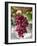 Grapes in San Joaquin Valley, California, United States of America, North America-Yadid Levy-Framed Photographic Print