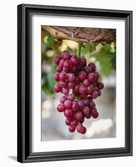 Grapes in San Joaquin Valley, California, United States of America, North America-Yadid Levy-Framed Photographic Print