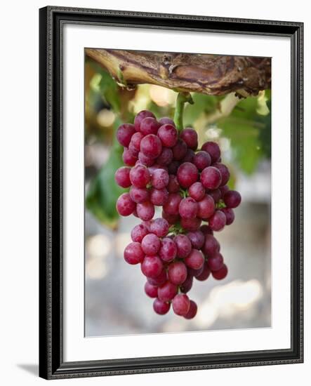 Grapes in San Joaquin Valley, California, United States of America, North America-Yadid Levy-Framed Photographic Print