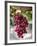 Grapes in San Joaquin Valley, California, United States of America, North America-Yadid Levy-Framed Photographic Print