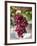 Grapes in San Joaquin Valley, California, United States of America, North America-Yadid Levy-Framed Photographic Print