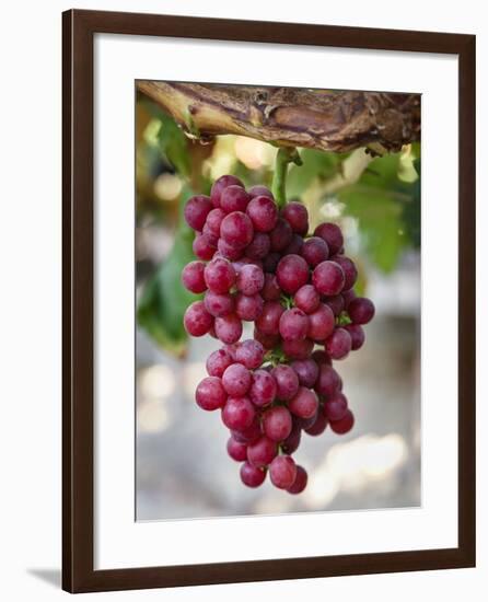 Grapes in San Joaquin Valley, California, United States of America, North America-Yadid Levy-Framed Photographic Print