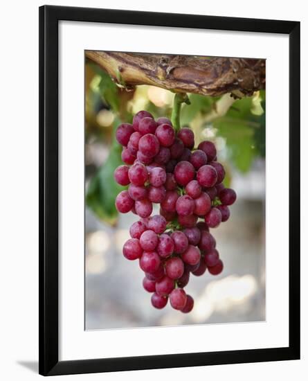 Grapes in San Joaquin Valley, California, United States of America, North America-Yadid Levy-Framed Photographic Print