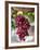 Grapes in San Joaquin Valley, California, United States of America, North America-Yadid Levy-Framed Photographic Print