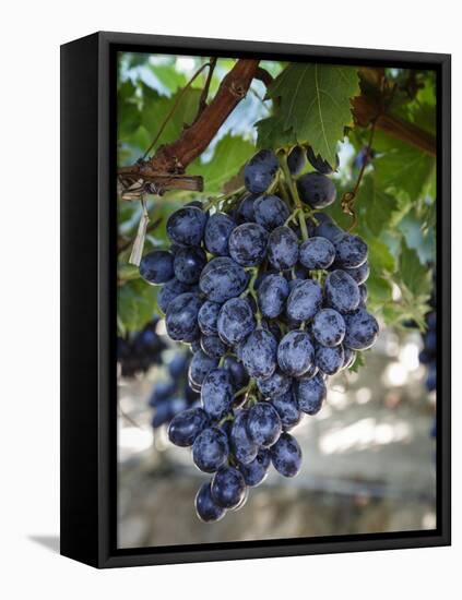 Grapes in San Joaquin Valley, California, United States of America, North America-Yadid Levy-Framed Premier Image Canvas