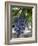 Grapes in San Joaquin Valley, California, United States of America, North America-Yadid Levy-Framed Photographic Print