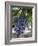 Grapes in San Joaquin Valley, California, United States of America, North America-Yadid Levy-Framed Photographic Print