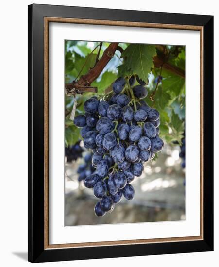 Grapes in San Joaquin Valley, California, United States of America, North America-Yadid Levy-Framed Photographic Print