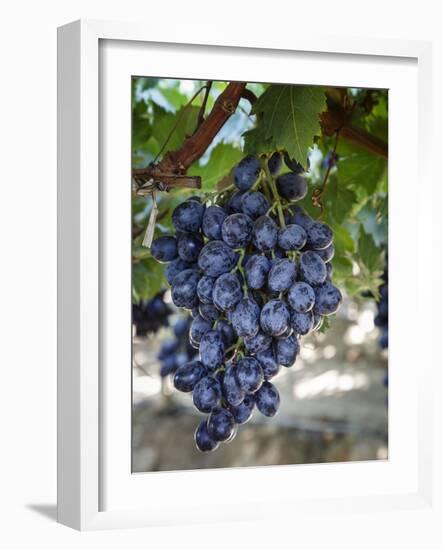 Grapes in San Joaquin Valley, California, United States of America, North America-Yadid Levy-Framed Photographic Print