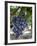 Grapes in San Joaquin Valley, California, United States of America, North America-Yadid Levy-Framed Photographic Print