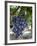 Grapes in San Joaquin Valley, California, United States of America, North America-Yadid Levy-Framed Photographic Print