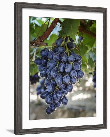 Grapes in San Joaquin Valley, California, United States of America, North America-Yadid Levy-Framed Photographic Print