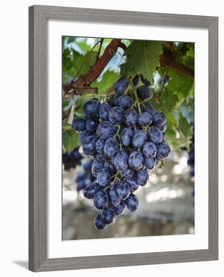 Grapes in San Joaquin Valley, California, United States of America, North America-Yadid Levy-Framed Photographic Print