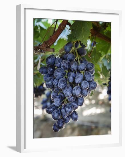 Grapes in San Joaquin Valley, California, United States of America, North America-Yadid Levy-Framed Photographic Print