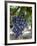 Grapes in San Joaquin Valley, California, United States of America, North America-Yadid Levy-Framed Photographic Print