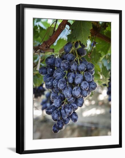 Grapes in San Joaquin Valley, California, United States of America, North America-Yadid Levy-Framed Photographic Print