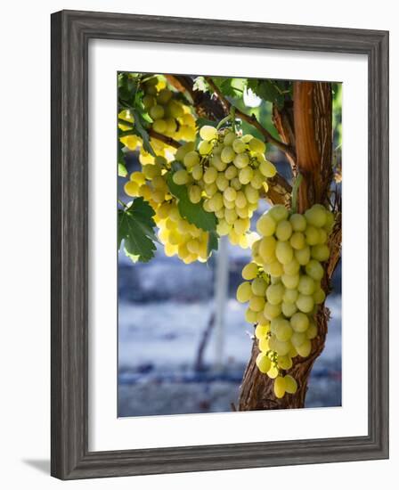 Grapes in San Joaquin Valley, California, United States of America, North America-Yadid Levy-Framed Photographic Print