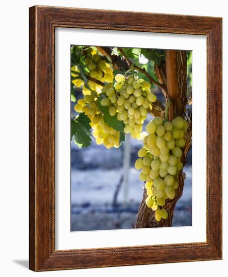 Grapes in San Joaquin Valley, California, United States of America, North America-Yadid Levy-Framed Photographic Print