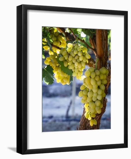 Grapes in San Joaquin Valley, California, United States of America, North America-Yadid Levy-Framed Photographic Print