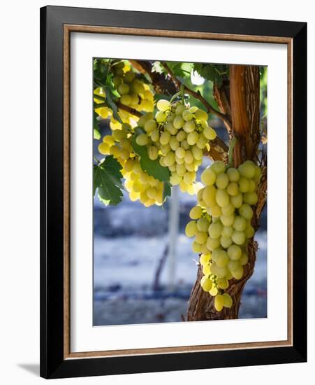 Grapes in San Joaquin Valley, California, United States of America, North America-Yadid Levy-Framed Photographic Print