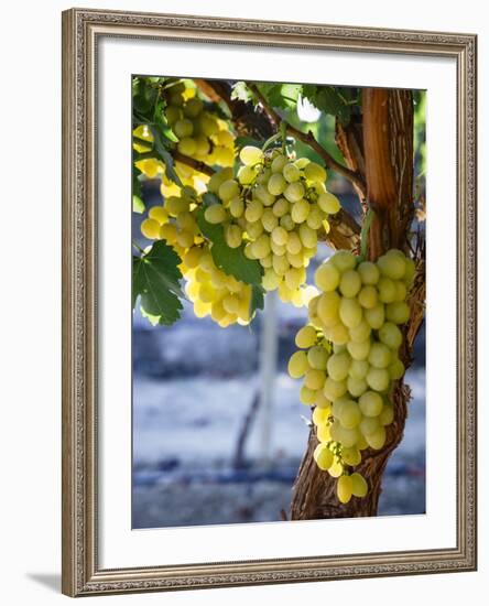 Grapes in San Joaquin Valley, California, United States of America, North America-Yadid Levy-Framed Photographic Print