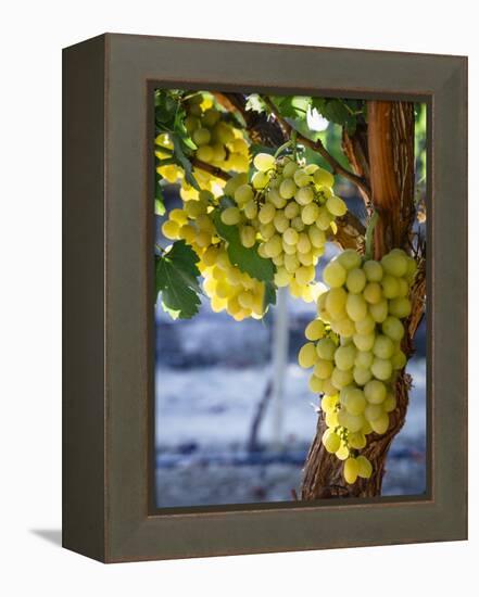 Grapes in San Joaquin Valley, California, United States of America, North America-Yadid Levy-Framed Premier Image Canvas