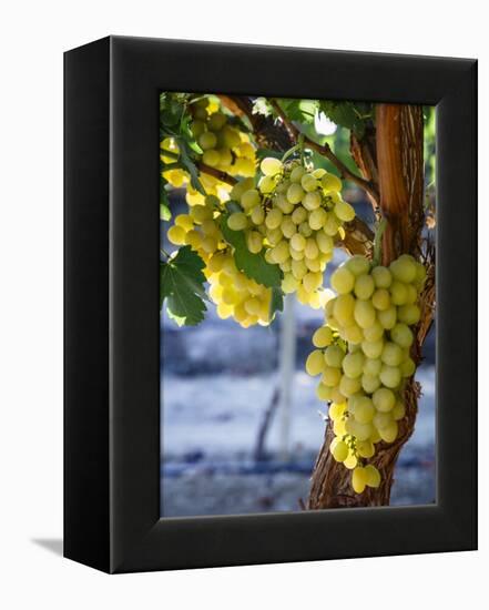 Grapes in San Joaquin Valley, California, United States of America, North America-Yadid Levy-Framed Premier Image Canvas