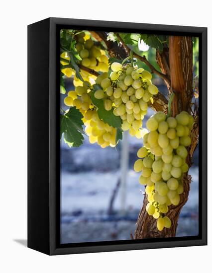 Grapes in San Joaquin Valley, California, United States of America, North America-Yadid Levy-Framed Premier Image Canvas