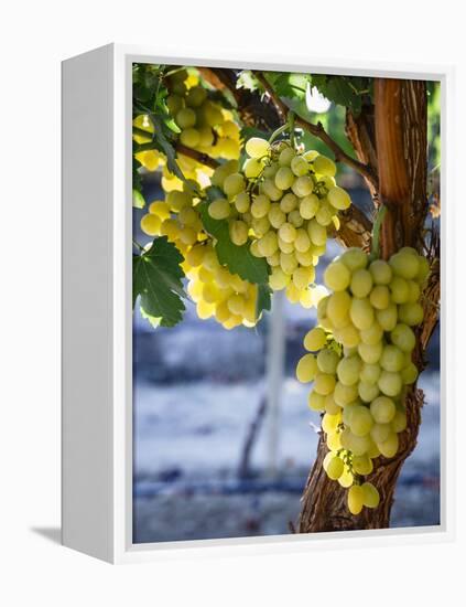 Grapes in San Joaquin Valley, California, United States of America, North America-Yadid Levy-Framed Premier Image Canvas