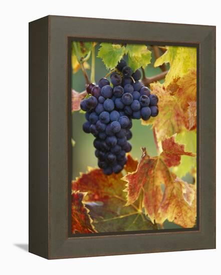 Grapes on a Vine-Merrill Images-Framed Premier Image Canvas