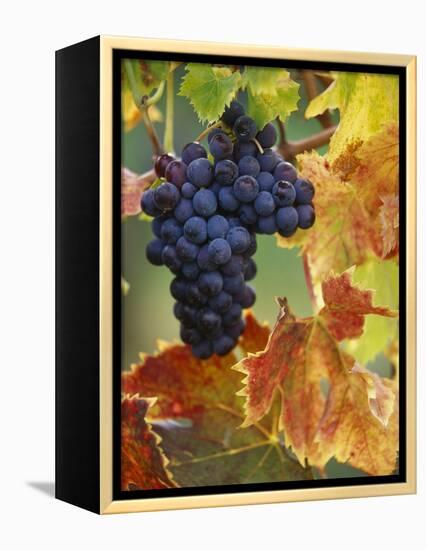 Grapes on a Vine-Merrill Images-Framed Premier Image Canvas