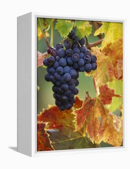 Grapes on a Vine-Merrill Images-Framed Premier Image Canvas