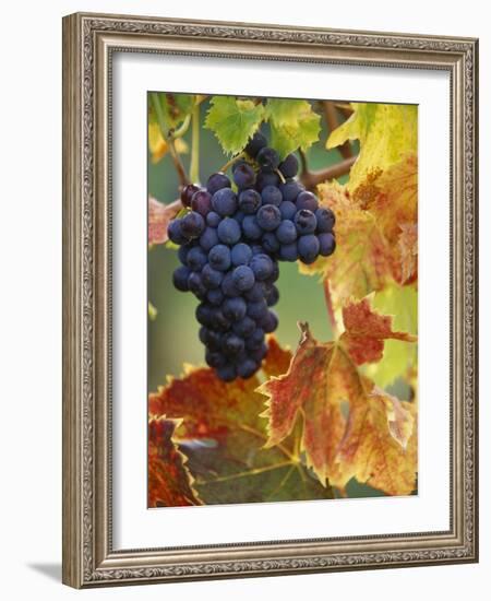 Grapes on a Vine-Merrill Images-Framed Photographic Print