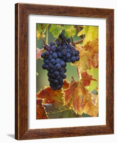 Grapes on a Vine-Merrill Images-Framed Photographic Print