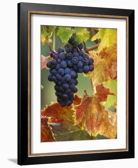 Grapes on a Vine-Merrill Images-Framed Photographic Print