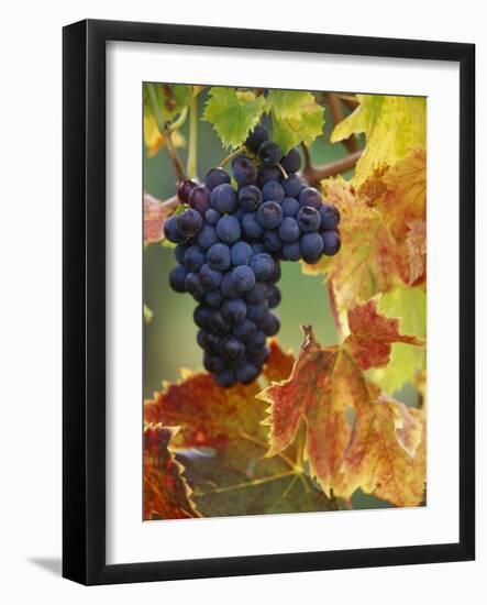 Grapes on a Vine-Merrill Images-Framed Photographic Print