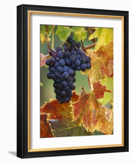 Grapes on a Vine-Merrill Images-Framed Photographic Print