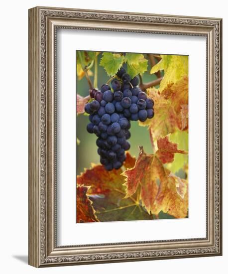 Grapes on a Vine-Merrill Images-Framed Photographic Print