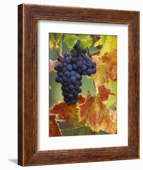 Grapes on a Vine-Merrill Images-Framed Photographic Print