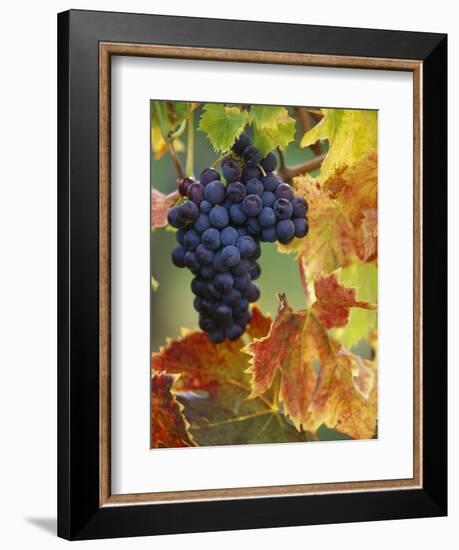 Grapes on a Vine-Merrill Images-Framed Photographic Print