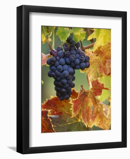 Grapes on a Vine-Merrill Images-Framed Photographic Print